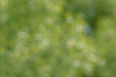 Bulanık bokeh doğa geçmişi. Parkın ya da bahçenin soyut doğal arkaplanı. Yaprakları ve sapları olan bitkilerin yumuşak odaklı fotoğrafı. Ağaç, çalı ya da çim bokeh etkisinden yapılır.