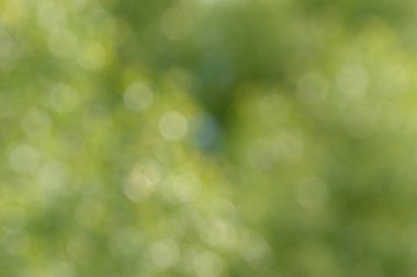 Bulanık bokeh doğa geçmişi. Parkın ya da bahçenin soyut doğal arkaplanı. Yaprakları ve sapları olan bitkilerin yumuşak odaklı fotoğrafı. Ağaç, çalı ya da çim bokeh etkisinden yapılır.