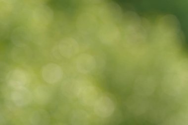 Bulanık bokeh doğa geçmişi. Parkın ya da bahçenin soyut doğal arkaplanı. Yaprakları ve sapları olan bitkilerin yumuşak odaklı fotoğrafı. Ağaç, çalı ya da çim bokeh etkisinden yapılır.
