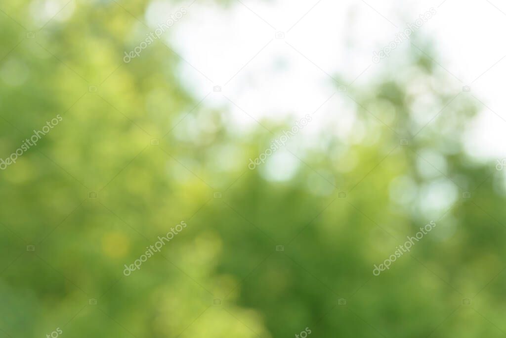 Blurred bokeh nature background. Abstract natural backdrop of park or garden. Soft defocused photo of plants with leaves and stems. Tree, bush or grass made with bokeh effect.