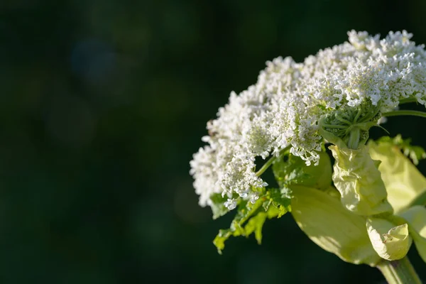 Giant Dangerous Allergic Hogweed Plant Growing Field Poisonous Heracleum Grass — Stock Photo, Image