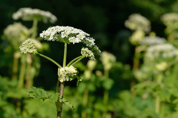 現場で成長している巨大な危険なアレルギー性の雑草植物 毒草の花序 葉や花を咲かせます 牧草地で毒性多年生ハーブ — ストック写真