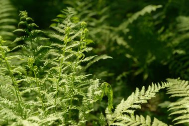 Eğrelti otu yaprağı doğada büyüyor. Ormandaki yapraklar ve eğreltiotu yaprakları. Tıbbî yaban bitkisi.