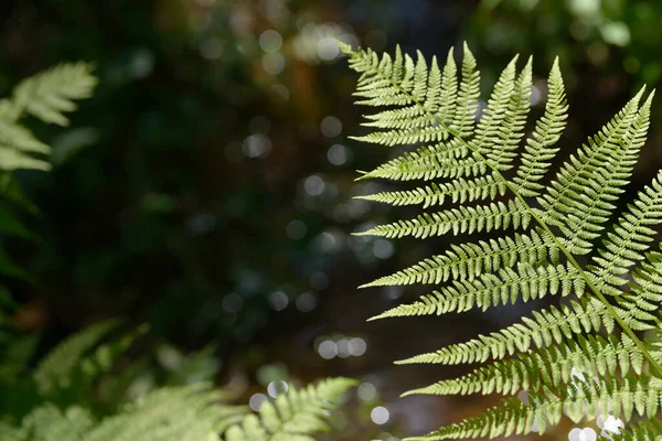 Eğrelti otu yaprağı doğada büyüyor. Ormandaki yapraklar ve eğreltiotu yaprakları. Tıbbî yaban bitkisi.