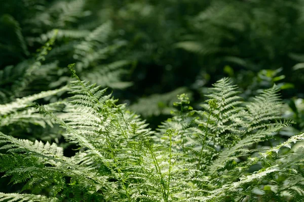 Fern leaf growing in nature. Leaves and stem of fern foliage in the forest. Medicinal wild perennial plant.