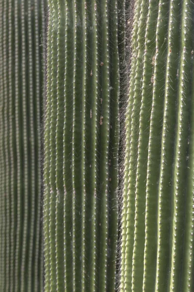 Full frame photo of three spiky Neobuxbaumia polylopha cacti, focused on the closest.