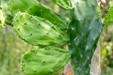 Close view of green cactus plant nopal clipart