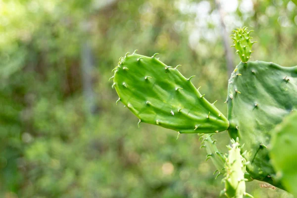 Nahaufnahme Der Grünen Kaktuspflanze Nopal — Stockfoto