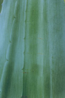 Yeşil agav yaprak arka plan görünümünü kapat