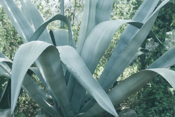Büyük Yaprakları Ile Yeşil Agave Bitkisinin Görünümü — Stok fotoğraf