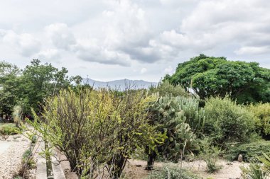 Oaxaca, Oaxaca / Meksika - 21/7/2018: Oaxaca Meksika Ethnobotanic bahçede detay