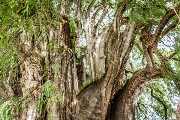 Oaxaca Oaxaca México 2018 Famoso Árbol Tule Oaxaca México —  Fotos de Stock