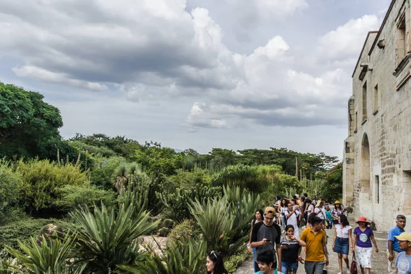 Oaxaca Oaxaca Messico 2018 Dettaglio Dell Orto Etnobotanico Oaxaca Messico — Foto Stock