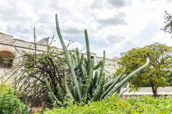オアハカ オアハカ州 メキシコ 2018 オアハカ メキシコの Ethnobotanic ガーデンの詳細 — ストック写真