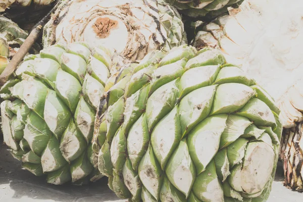 Fényképe Egyes Agave Szívét Oaxaca Mexikó — Stock Fotó