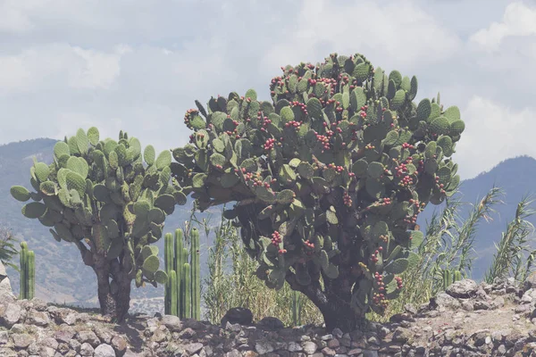 Oaxaca Oaxaca Mexico 2018 Detalj Ruinerna Prehispanic Mitla Oaxaca Mexiko — Stockfoto