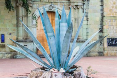Oaxaca, Oaxaca / Meksika - 21/7/2018: Our Lady La Merced Tapınağı şehir merkezinde Oaxaca Meksika dışında (Maguey bitki)