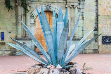 Oaxaca, Oaxaca / Mexico - 21/7/2018: (Maguey plant outside Our Lady of La Merced temple in Downtown Oaxaca Mexico) clipart