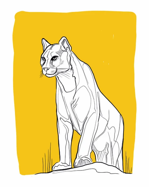 Hand Drawn Vector Ink Illustration Drawing Wild Puma — Stock Vector