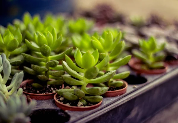 Detalle Fotografía Algunas Plantas Suculentas — Foto de Stock