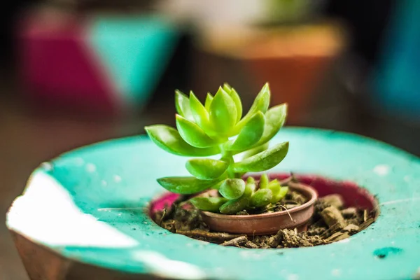 Detalle Fotografía Alguna Planta Suculenta — Foto de Stock