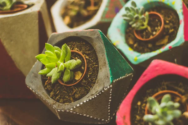 Detail Photograph Some Succulent Plants — Stock Photo, Image