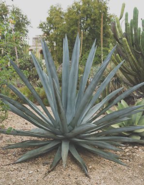 Maguey bitki, güzel yeşil tropikal bitki