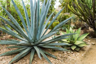 Maguey bitki, güzel yeşil tropikal bitki