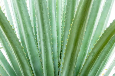 Maguey bitki, güzel yeşil tropikal bitki