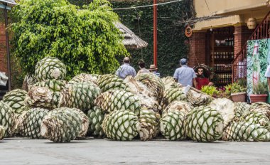 Oaxaca, Oaxaca / Meksika - 21/7/2018: Oaxaca Meksika mezcal facrory detay