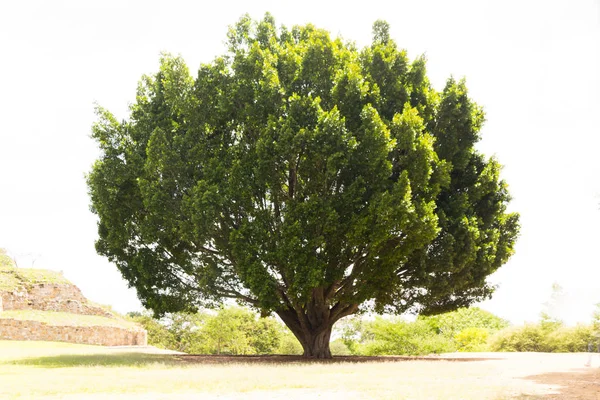Пышные Зеленые Деревья Растущие Газоне Против Неба — стоковое фото
