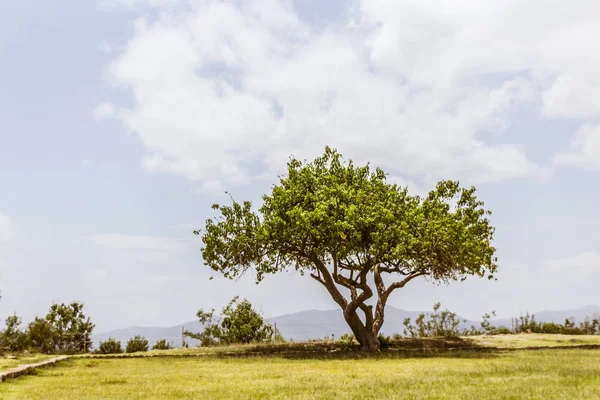 Exuberante Árbol Verde Creciendo Césped Contra Cielo —  Fotos de Stock