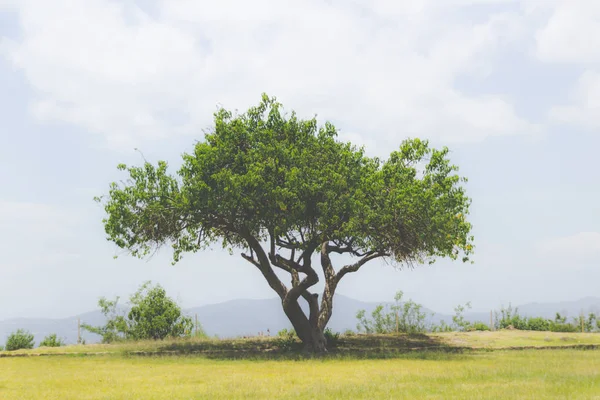 Exuberante Árbol Verde Creciendo Césped Contra Cielo —  Fotos de Stock