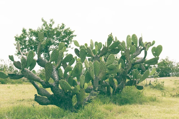 Detail Foto Van Sommige Groene Cactussen — Stockfoto