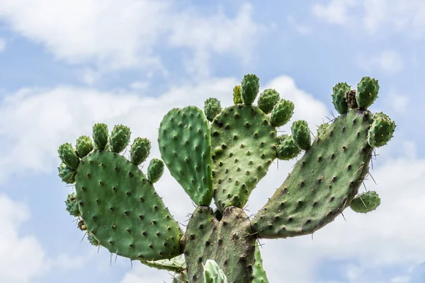 Detail Foto Van Groene Cactus Woestijn — Stockfoto