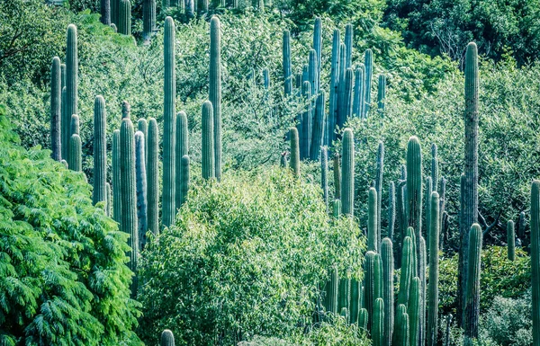 Detalle Fotografía Algunos Cactus Verdes — Foto de Stock