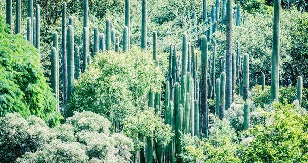 Detalle Fotografía Algunos Cactus Verdes — Foto de Stock