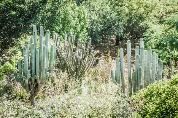 Photographie Détaillée Quelques Cactus Verts — Photo