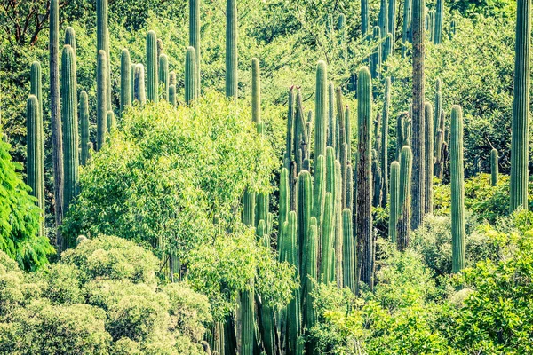 Detail Foto Van Sommige Groene Cactussen — Stockfoto