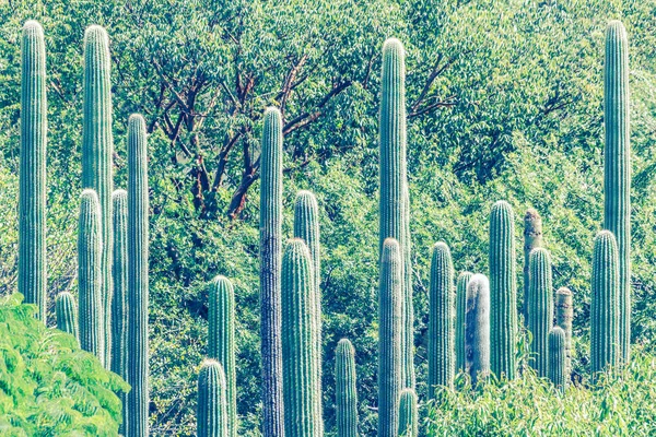 Detail Foto Van Sommige Groene Cactussen — Stockfoto