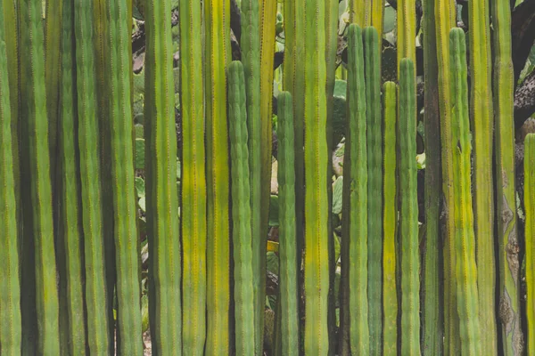 Fotografię Szczegółowo Niektóre Zielone Kaktusy — Zdjęcie stockowe