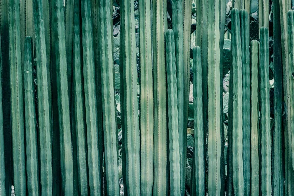 Детальна Фотографія Деяких Зелених Кактусів — стокове фото
