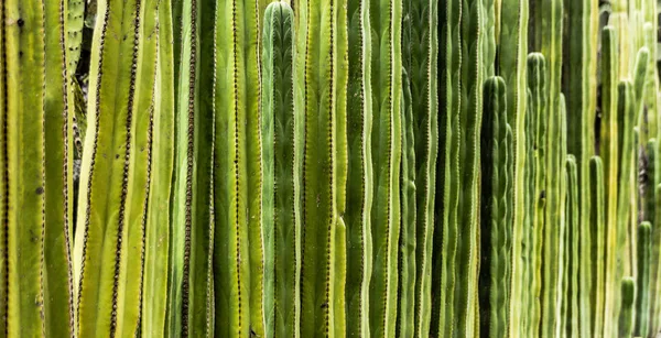 Fotografię Szczegółowo Niektóre Zielone Kaktusy — Zdjęcie stockowe