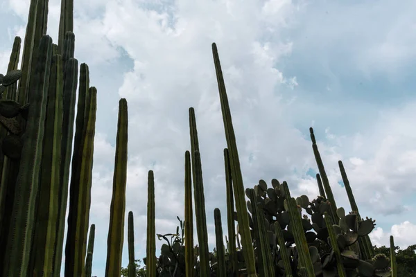 Photographie Détaillée Quelques Cactus Verts Contre Ciel — Photo