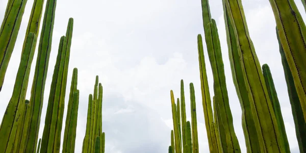 Fotografię Szczegółowo Niektóre Zielone Kaktusy Przeciwko Niebo — Zdjęcie stockowe