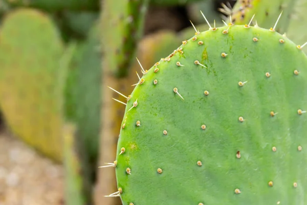 Detalle Fotografía Cactus Verde Desierto —  Fotos de Stock