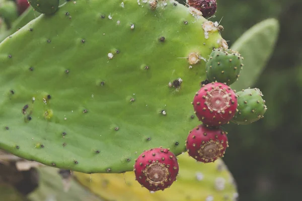 Detalle Fotografía Cactus Verde Desierto —  Fotos de Stock