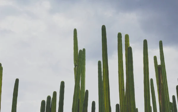 Detail Foto Van Sommige Groene Cactussen — Stockfoto