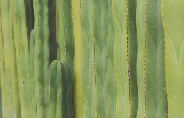 Photographie Détaillée Quelques Cactus Verts — Photo