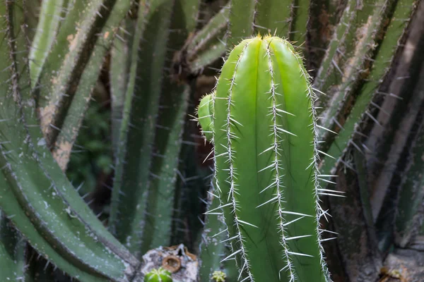 Detail Photograph Some Green Cactuses — Stock Photo, Image